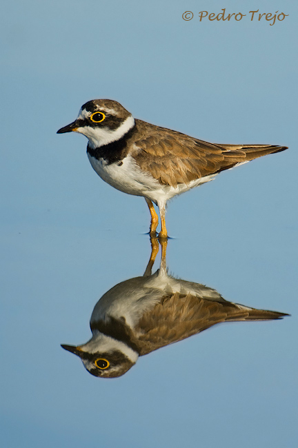 Chorlitejo chico (Charadrius dubius)